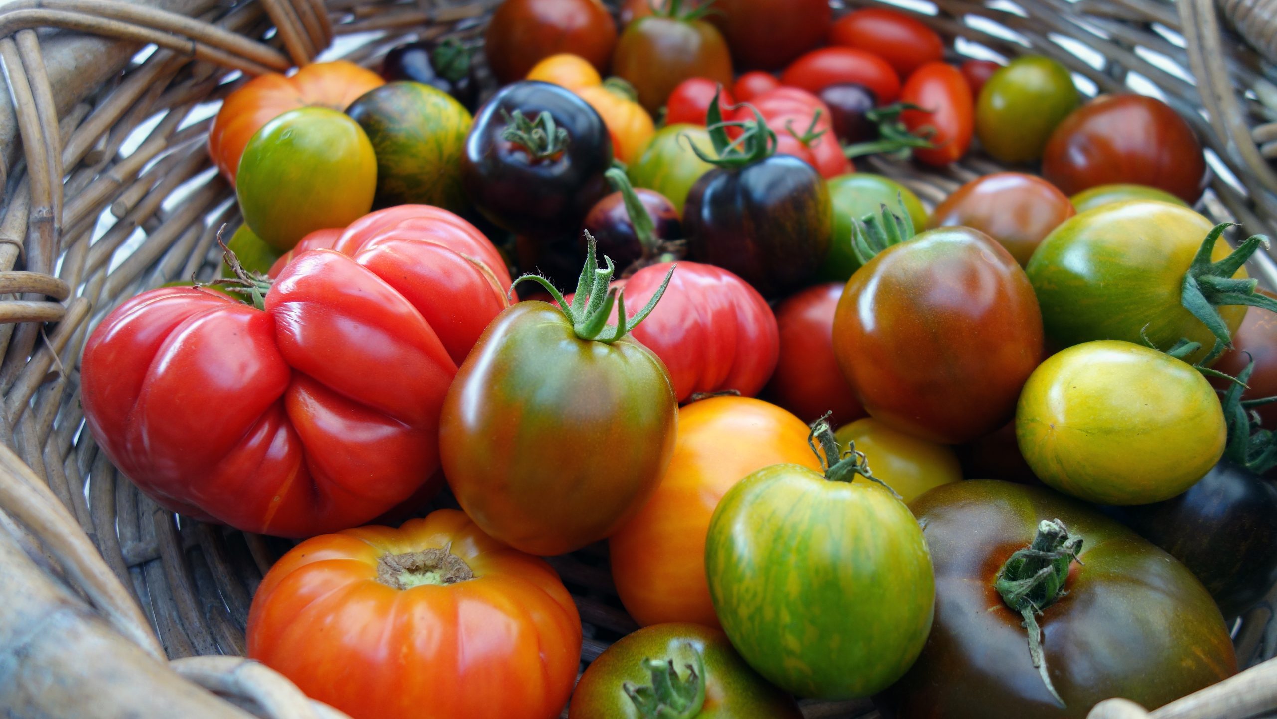 Le Savoureux Monde des Tomates Anciennes