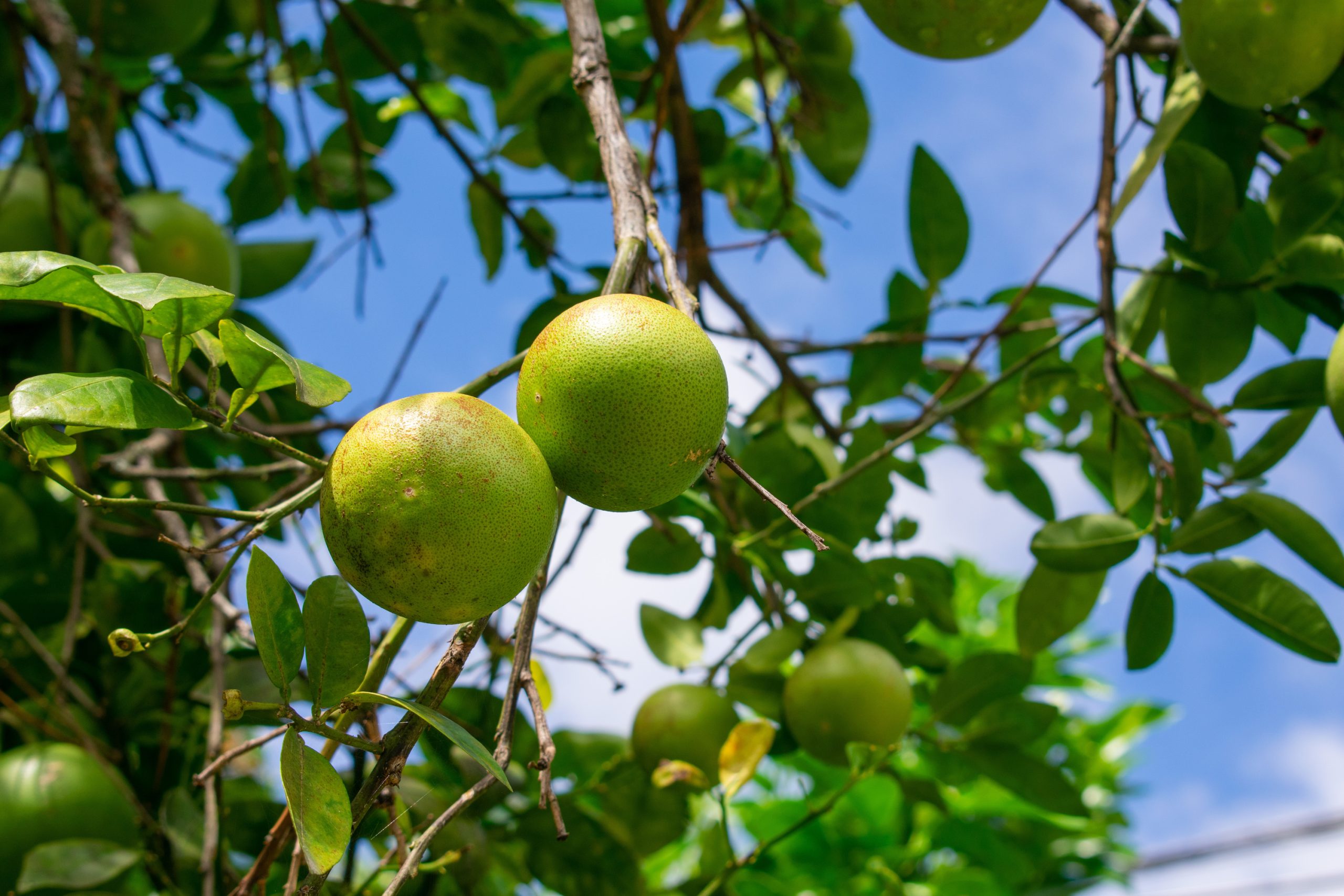 Le Pomelo Sweetie : Un Trésor Vert et Sucré